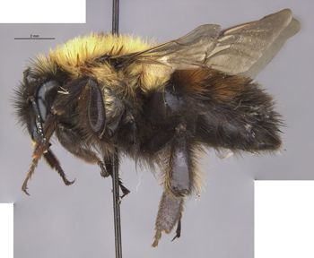 Media type: image;   Entomology 15281 Aspect: habitus lateral view